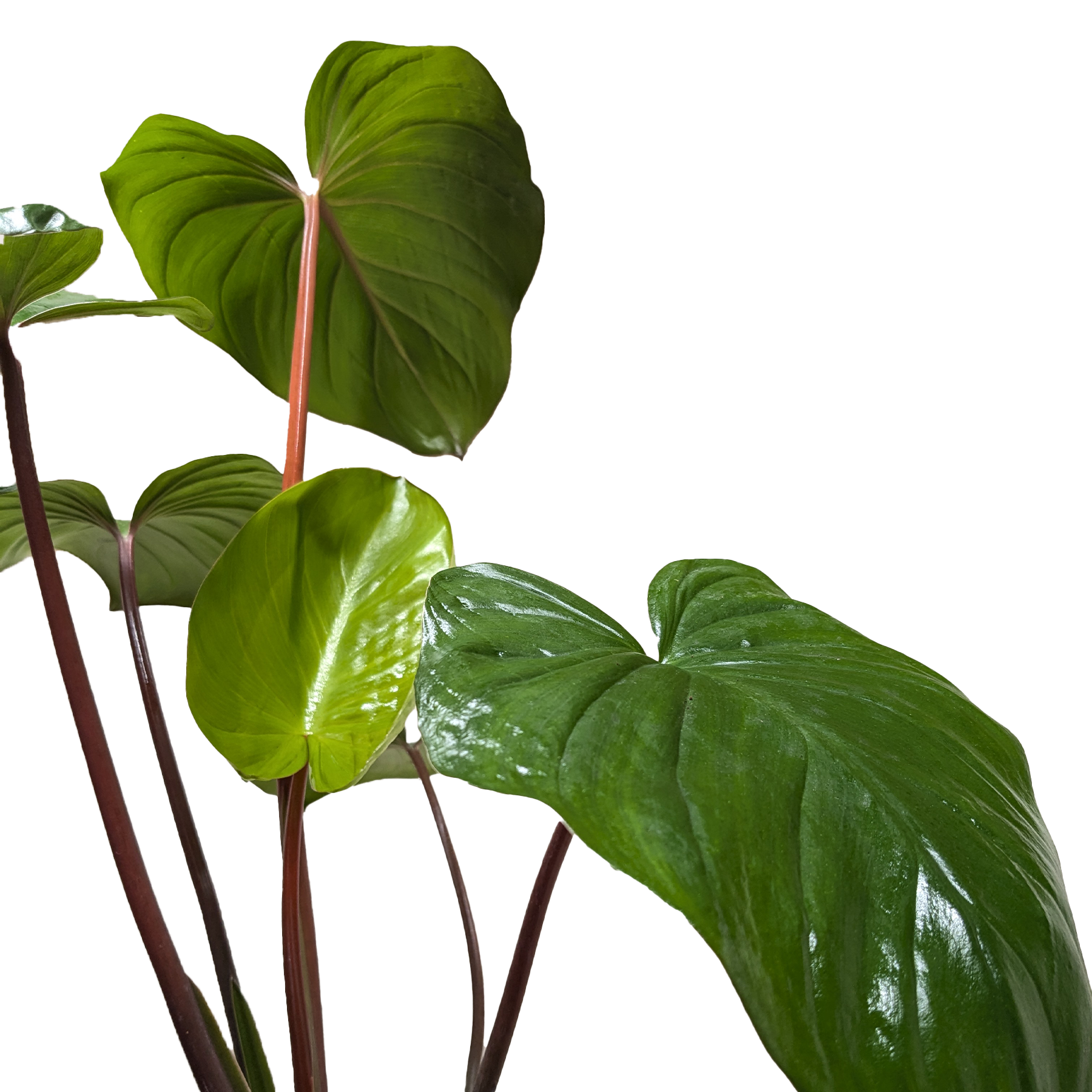 Homalomena 'Emerald Gem' (Shield Plant) as an attractive indoor plant, ideal for areas with height restrictions