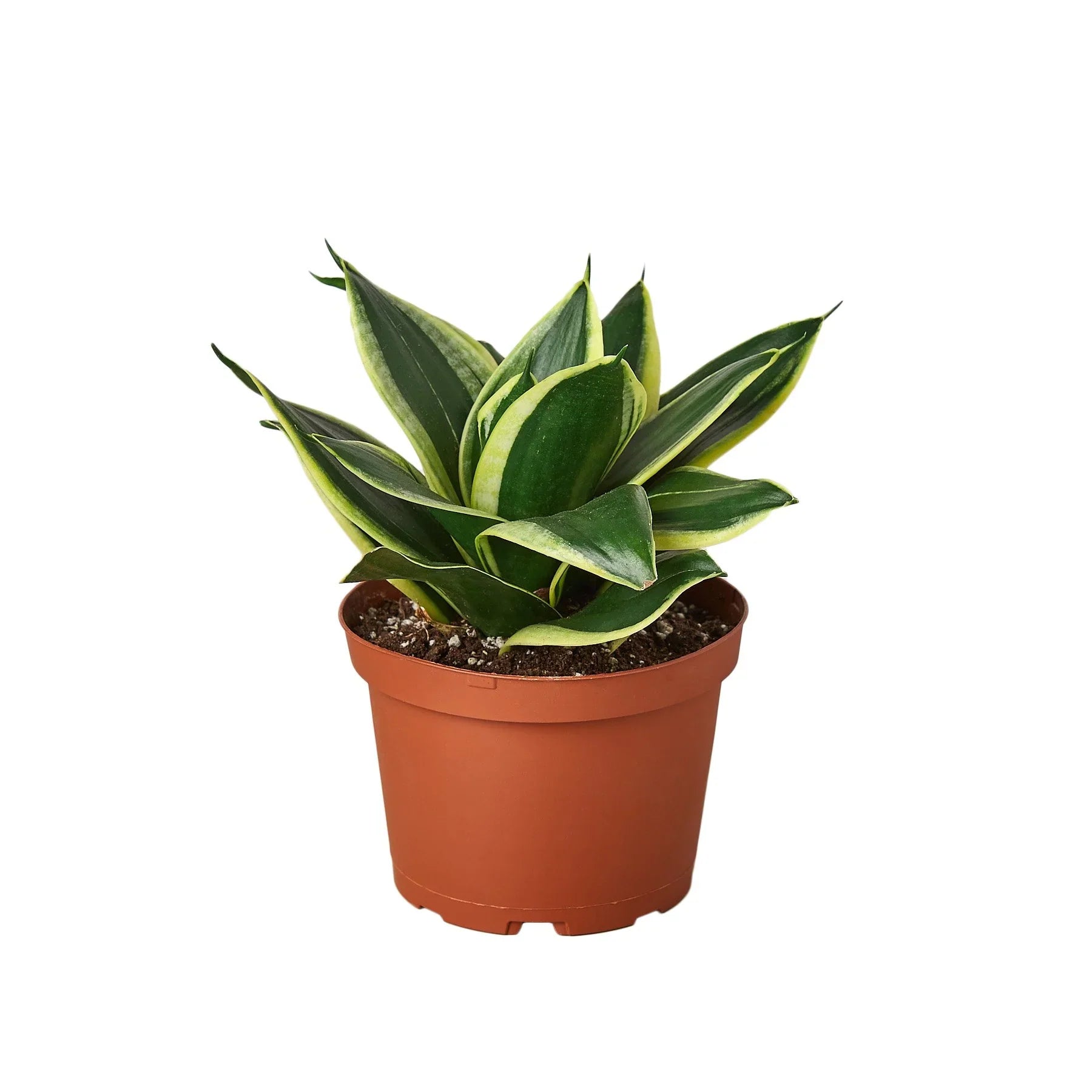 Snake Plant 'Black Gold' in an office setting, emphasizing its role as a natural air purifier