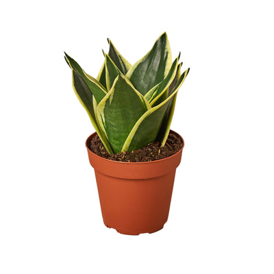 Snake Plant 'Black Gold' with sword-shaped leaves featuring yellow outline and deep green centers