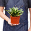 Snake Plant 'Black Gold' showcasing its strong and sturdy leaves, indicative of its drought tolerant nature