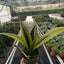 Close-up of the golden yellow outline and dark green pattern on a 'Gold Flame' Snake Plant leaf