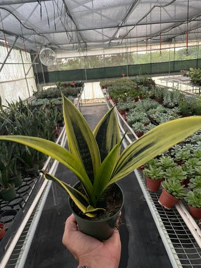 Close-up of the golden yellow outline and dark green pattern on a 'Gold Flame' Snake Plant leaf