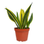 Snake Plant 'Gold Flame' with tall, sword-shaped leaves and yellow margins
