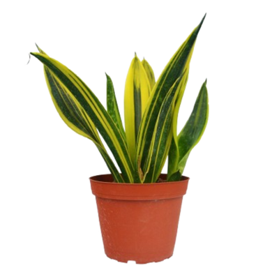 Snake Plant 'Gold Flame' with tall, sword-shaped leaves and yellow margins