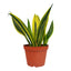 Snake Plant 'Gold Flame' in a modern office setting as a natural air purifier