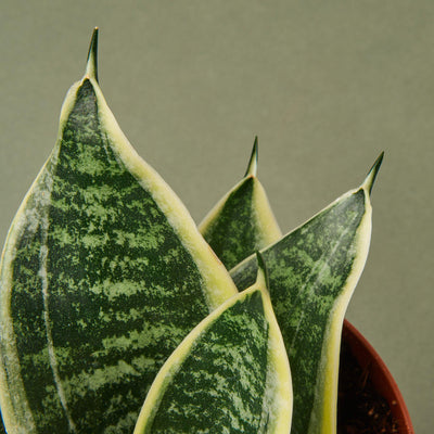 Close-up of the yellow variegated edges on a 'Laurentii Dwarf' Snake Plant leaf