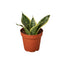 Snake Plant Laurentii Dwarf with sword-shaped, dark green leaves and yellow edges