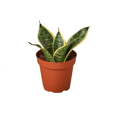 Snake Plant Laurentii Dwarf with sword-shaped, dark green leaves and yellow edges