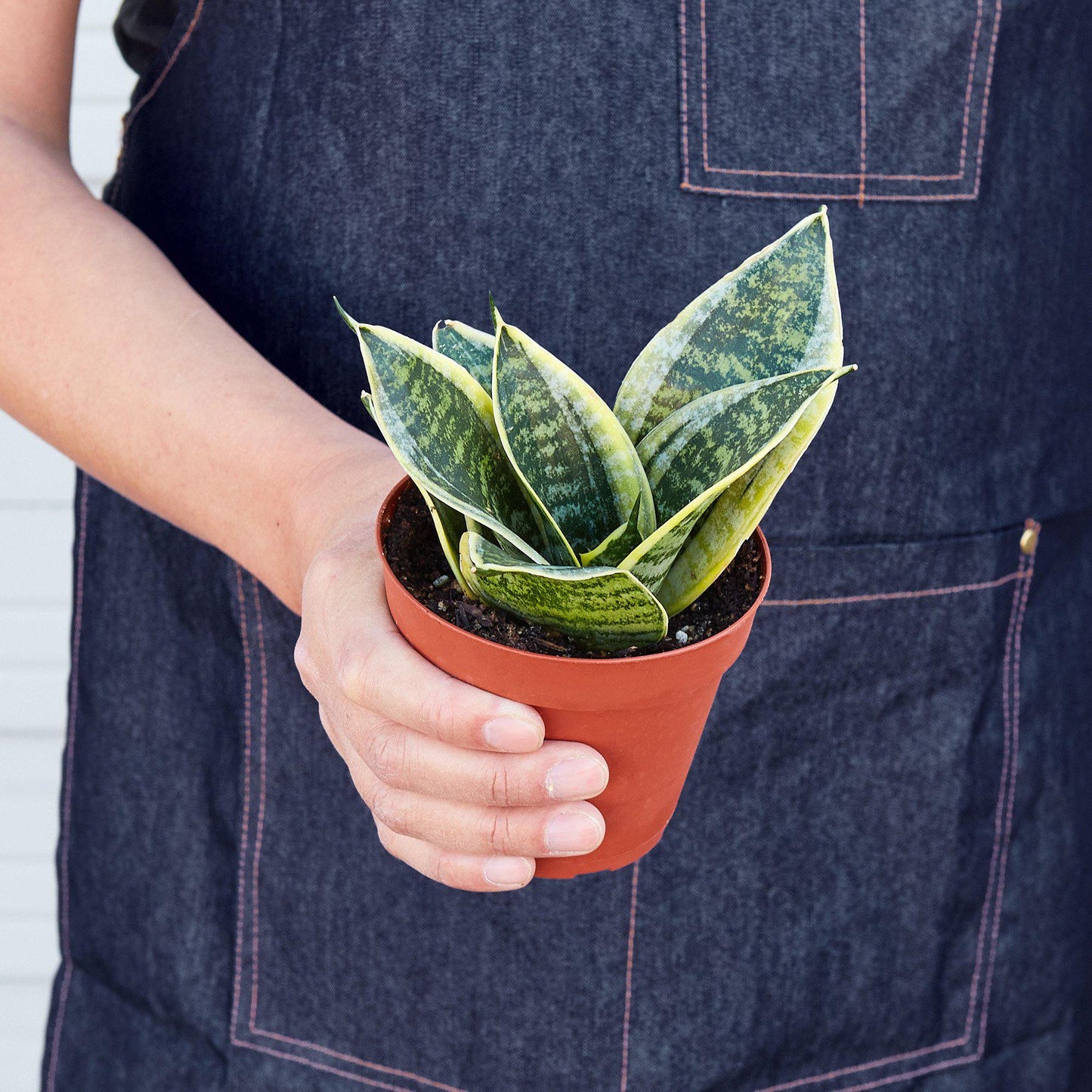 Compact Snake Plant Laurentii Dwarf in a small pot, ideal for desks