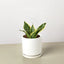 Illustration of Snake Plant Laurentii Dwarf leaf cutting for propagation