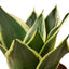 Close-up of Snake Plant 'Black Gold' leaves showing the distinct yellow outline and flat deep green variegation
