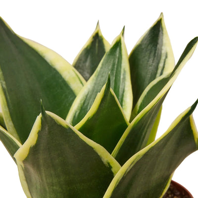 Close-up of Snake Plant 'Black Gold' leaves showing the distinct yellow outline and flat deep green variegation