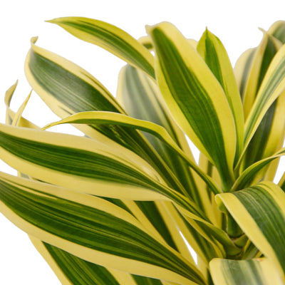 Close-up of the narrow smooth leaves of a Dracaena 'Song of India', highlighting its bright yellow color and green variegation