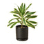 Detailed view of the long variegated leaves of the Dracaena 'Song of India'