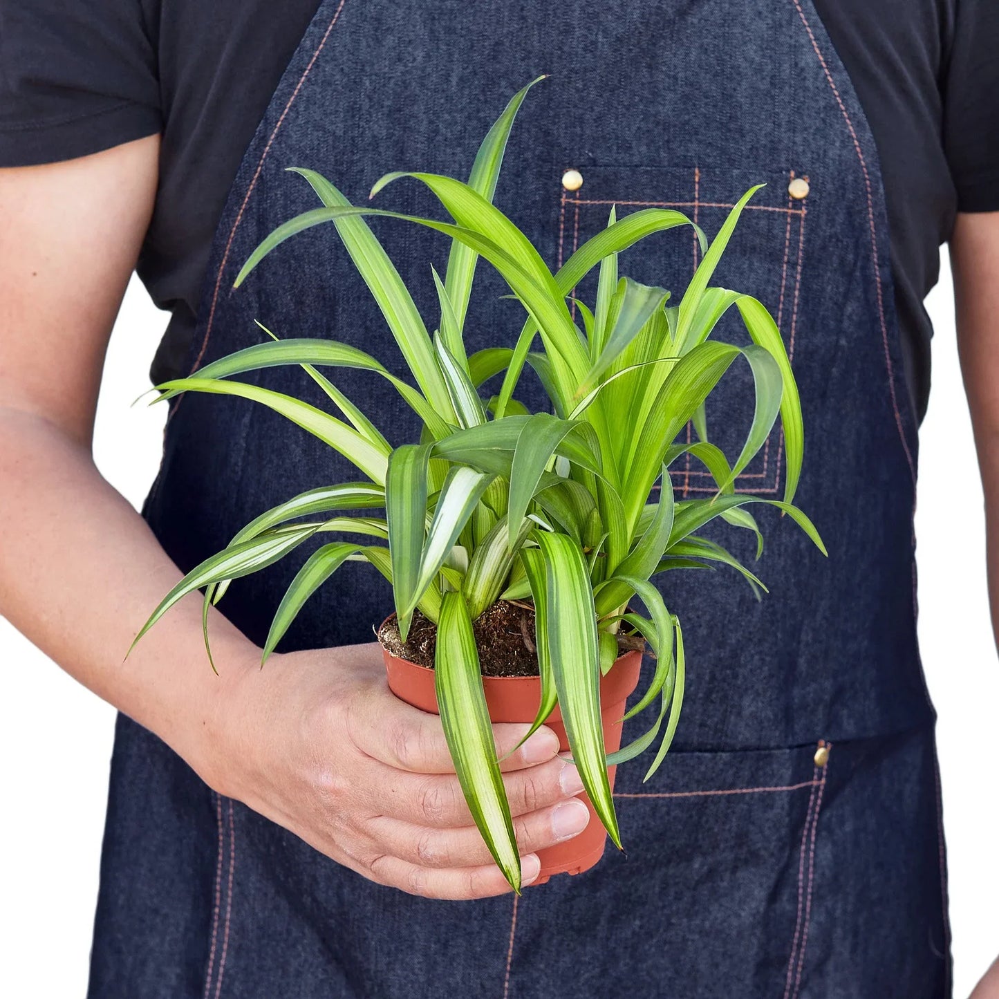 Full view of a Spider Plant 'Hawaiian' in a hanging basket