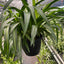 Detailed view of the thin, pointed, green leaves of the Spider Plant 'Hawaiian'