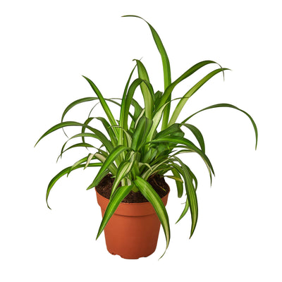 Spider Plant 'Hawaiian' with green ribbon-like leaves arching outwards