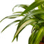 Close-up of small "spiderettes" (plantlets) dangling from a Spider Plant 'Hawaiian'