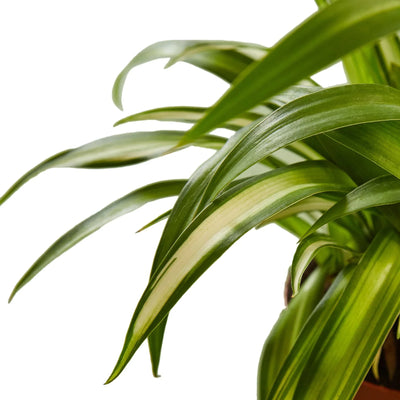 Close-up of small "spiderettes" (plantlets) dangling from a Spider Plant 'Hawaiian'