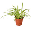 Spider Plant 'Reverse' houseplant with green leaves and creamy white central stripes in a hanging pot
