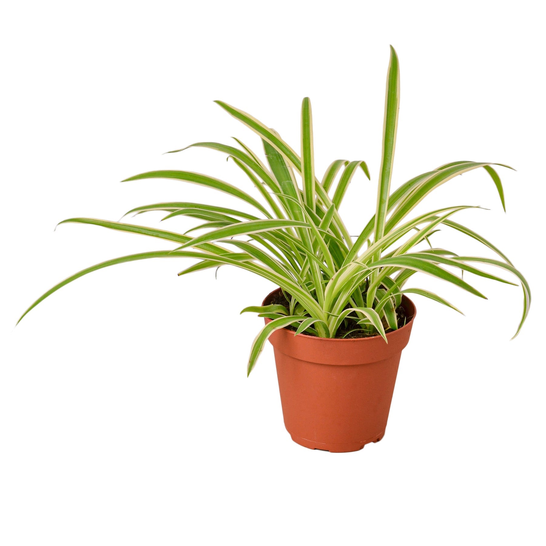 Spider Plant 'Reverse' houseplant with green leaves and creamy white central stripes in a hanging pot
