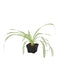 Small white flower blooming on a long stalk of a Spider Plant 'Reverse'
