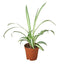 Spider Plant 'Reverse' with a small plantlet (spiderette) growing on an arching stem
