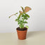 Syngonium 'Strawberry' in a decorative pot, showcasing its full foliage