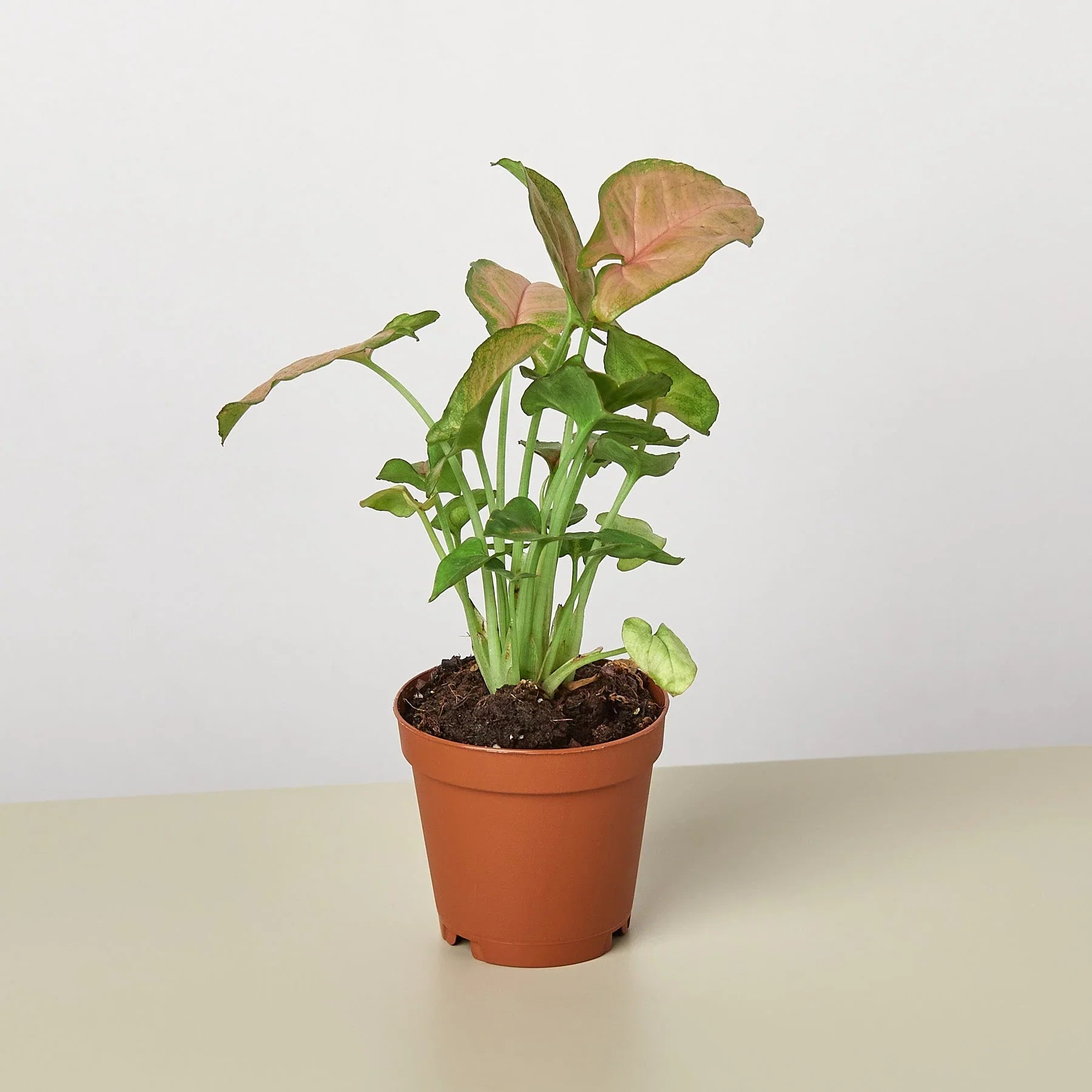 Syngonium 'Strawberry' in a decorative pot, showcasing its full foliage
