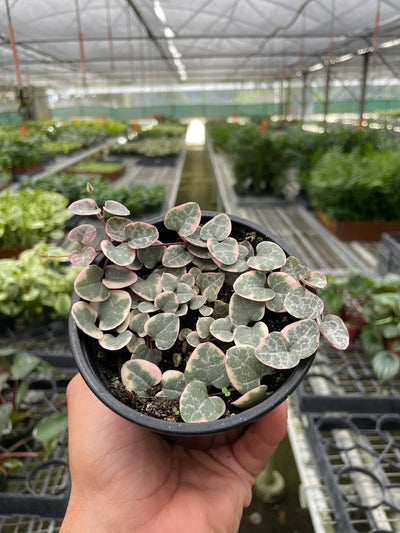 Close-up of the unique camo-like pattern and pink tones on Variegated String of Hearts leaves