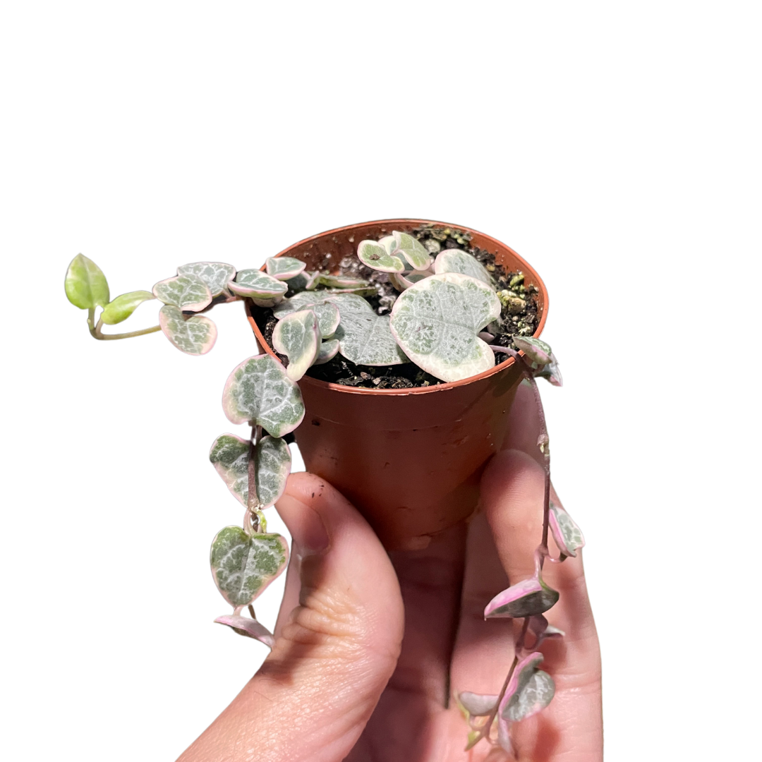 Variegated String of Hearts plant with pink and light green heart-shaped leaves trailing