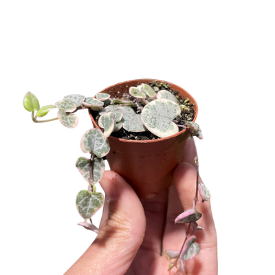 Variegated String of Hearts plant with pink and light green heart-shaped leaves trailing