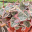 Long trailing vines of Variegated String of Hearts cascading from a hanging pot