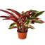 Stromanthe Triostar houseplant with variegated dark green, pink, and cream leaves in a white pot
