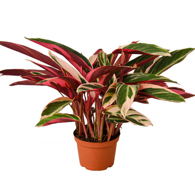 Stromanthe Triostar houseplant with variegated dark green, pink, and cream leaves in a white pot
