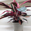 Underside view of a Stromanthe Triostar leaf, revealing its striking magenta-pink coloration

