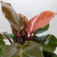 Philodendron 'Sun Red' in a decorative pot, highlighting its bushy and compact form