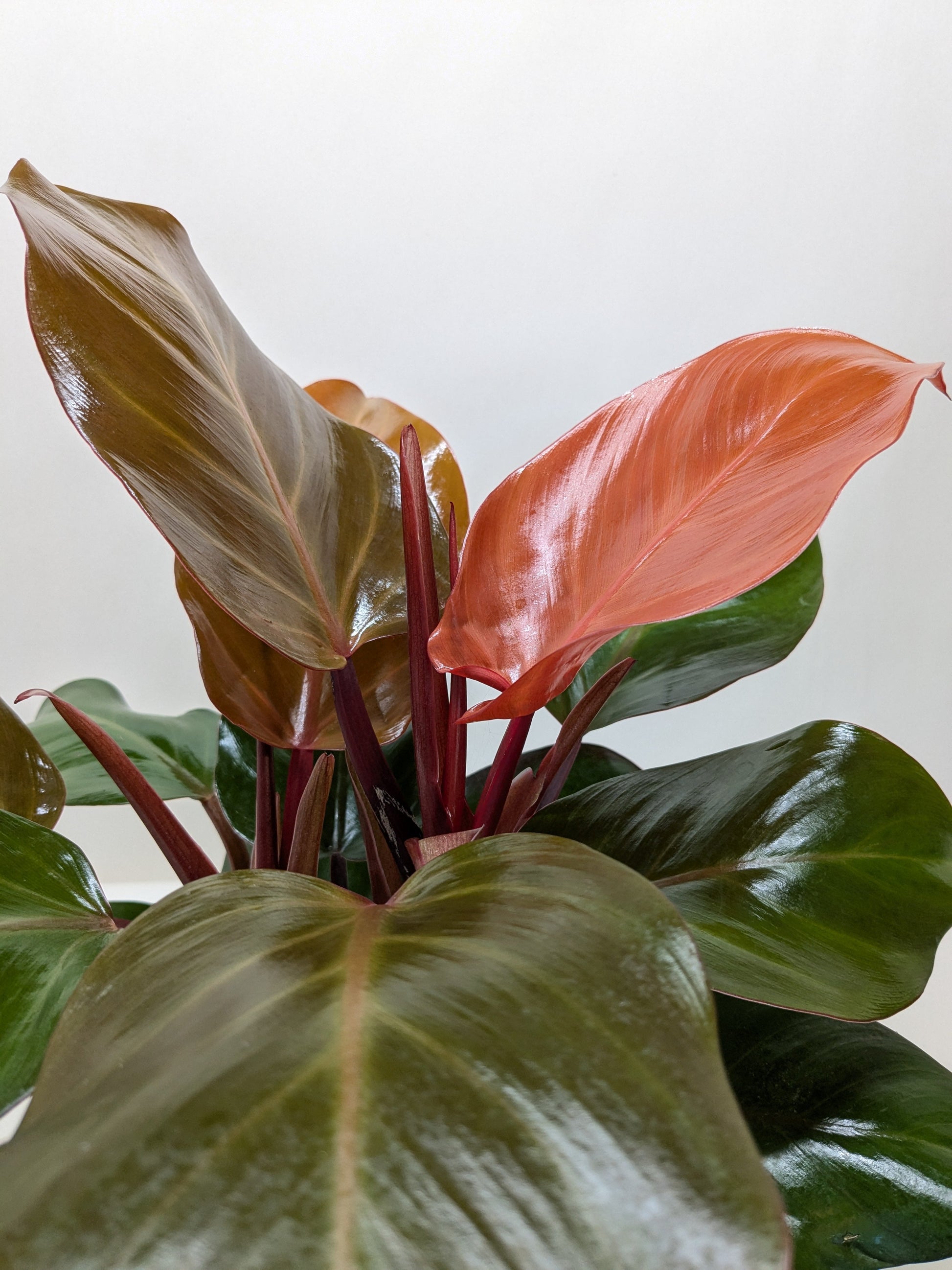 Philodendron 'Sun Red' in a decorative pot, highlighting its bushy and compact form