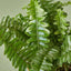 Jester's Crown Fern as a vibrant centerpiece on a living room table
