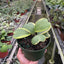 Single Hoya 'Sweetheart' leaf in a modern pot, perfect for minimalist home decor
