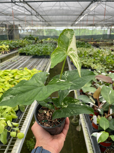 Close-up of the striking white and green variegation on a 'Albo Variegata' leaf