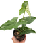 Syngonium 'Albo Variegata' plant with vibrant white and green arrowhead-shaped leaves