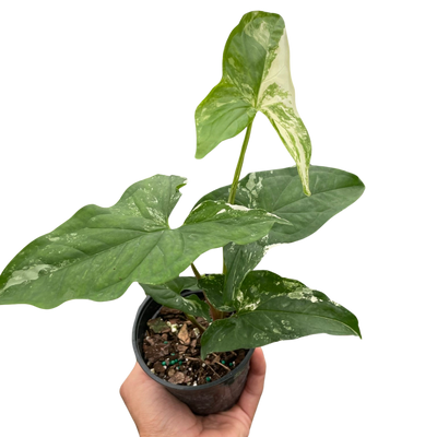 Syngonium 'Albo Variegata' plant with vibrant white and green arrowhead-shaped leaves