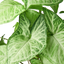 Syngonium 'White Butterfly' adding a touch of elegant greenery to indoor decor
