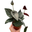 Syngonium 'Red Arrow' plant with vibrant light green, arrow-shaped leaves and purple undersides