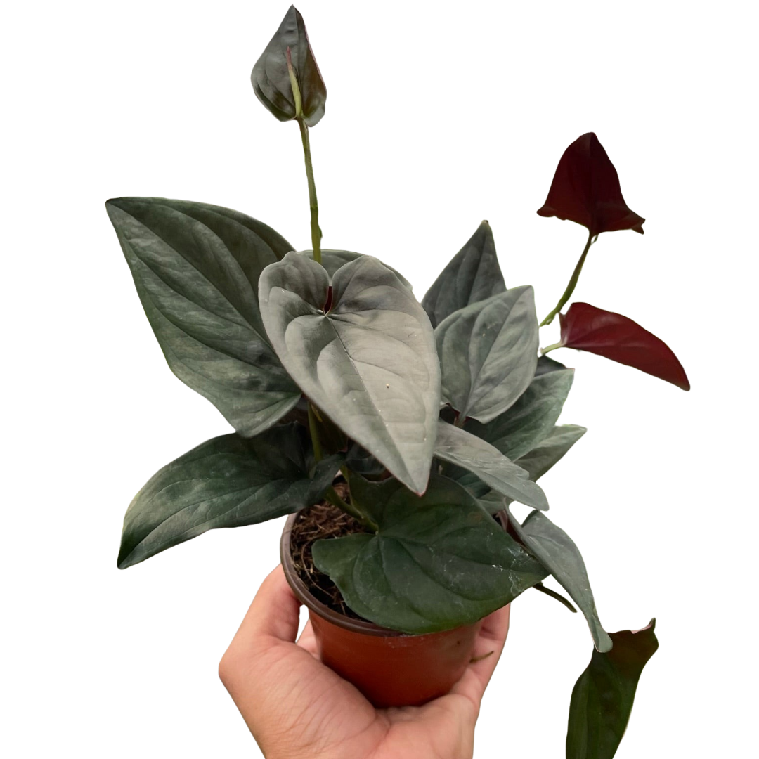 Syngonium 'Red Arrow' plant with vibrant light green, arrow-shaped leaves and purple undersides