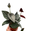 Syngonium 'Red Arrow' with mature leaves showing multiple lobes/leaflets