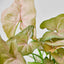 Syngonium 'Strawberry' trailing beautifully from a hanging planter
