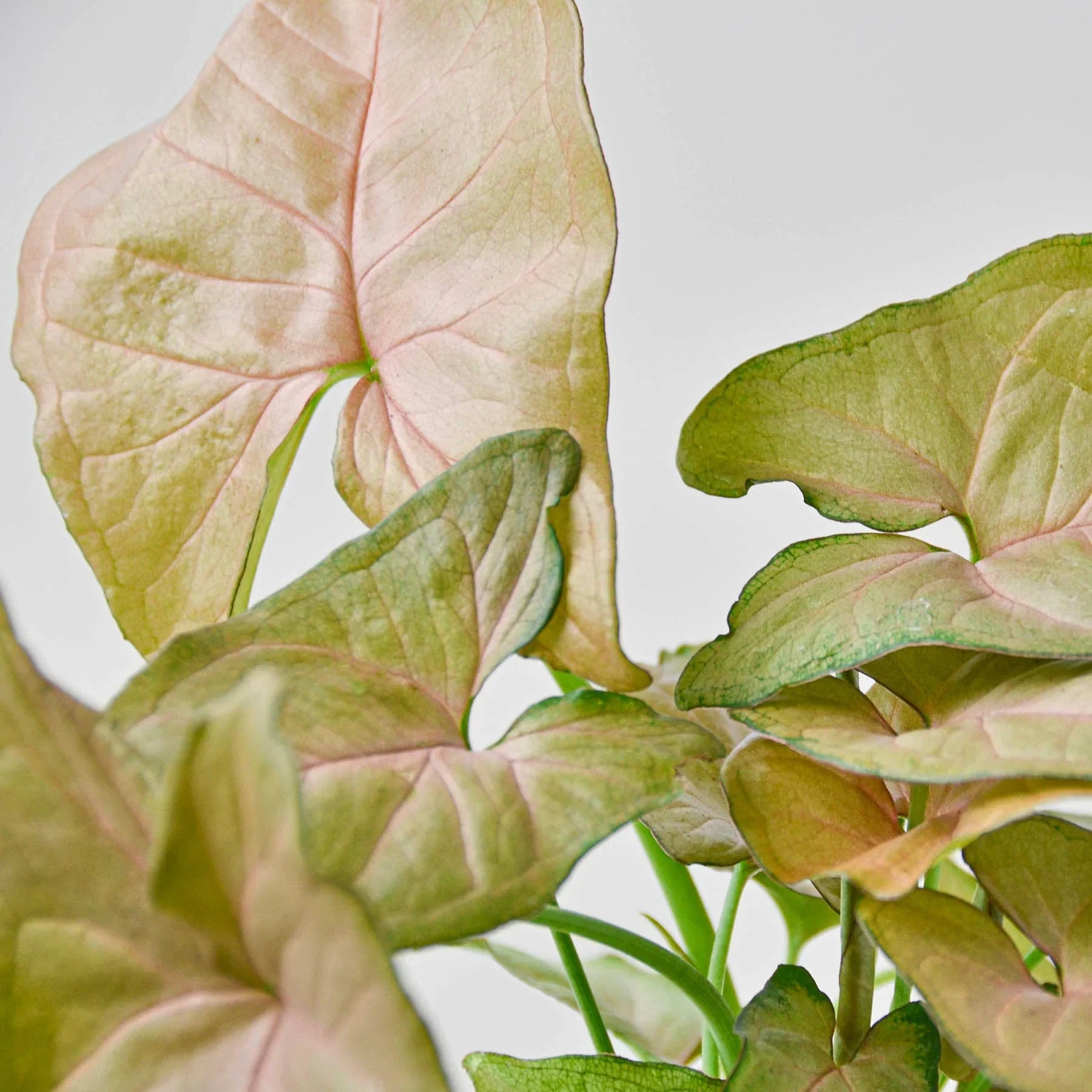 Syngonium 'Strawberry' trailing beautifully from a hanging planter