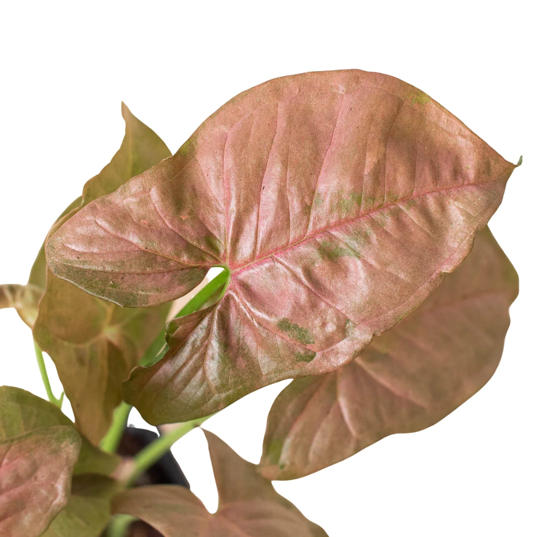 Close-up of a Syngonium 'Strawberry' leaf showing the bright pinkish-red color and gradient to green